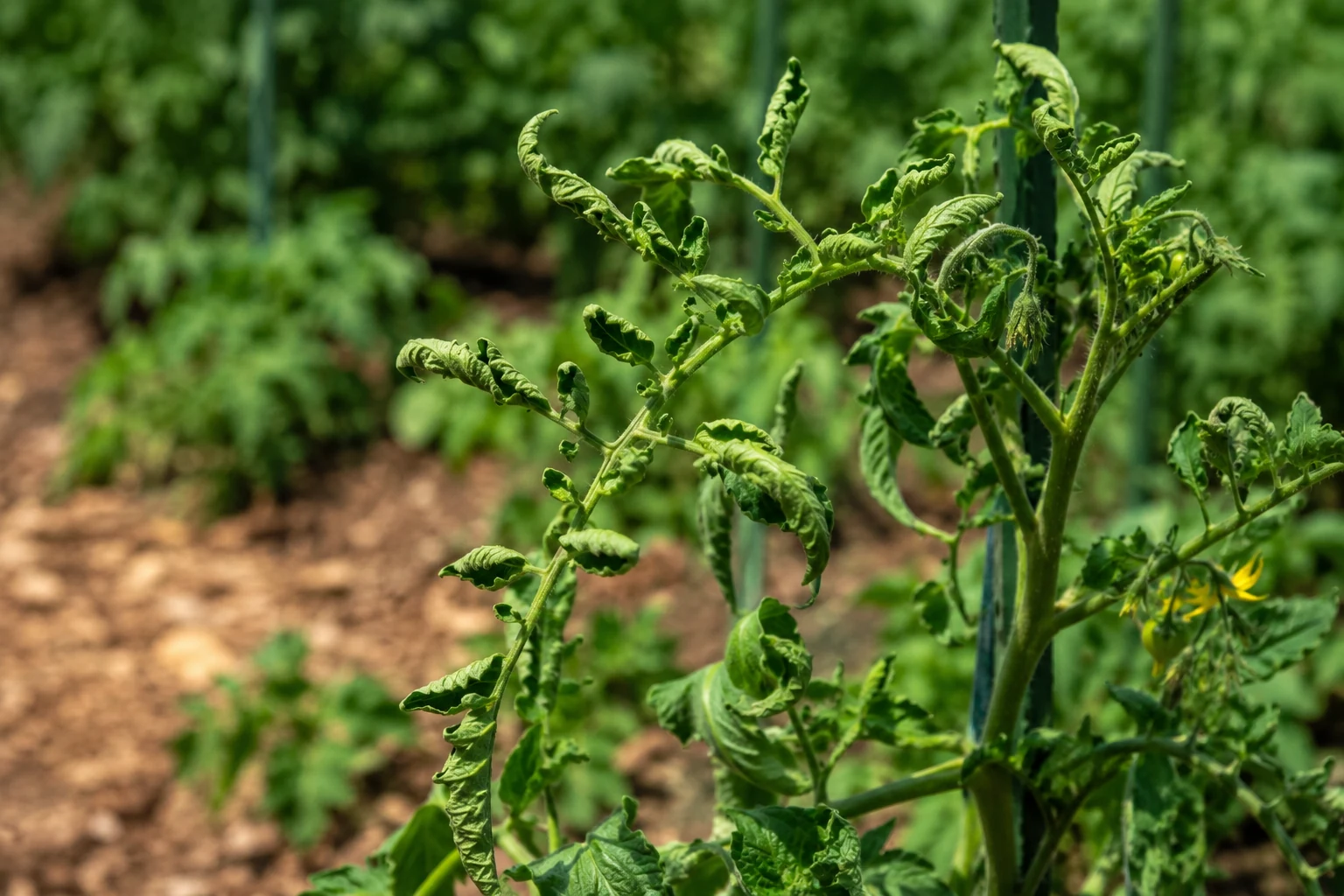 Tomato plant with curled and rolled green leaves