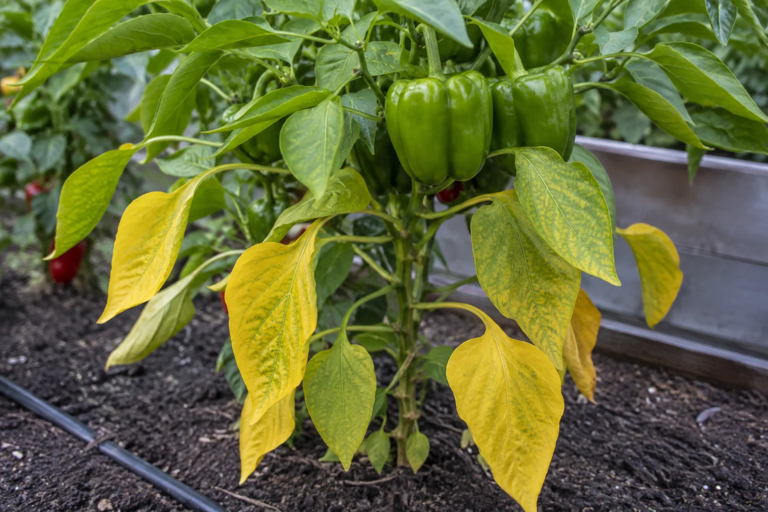 Pepper plant with yellowing leaves and green peppers