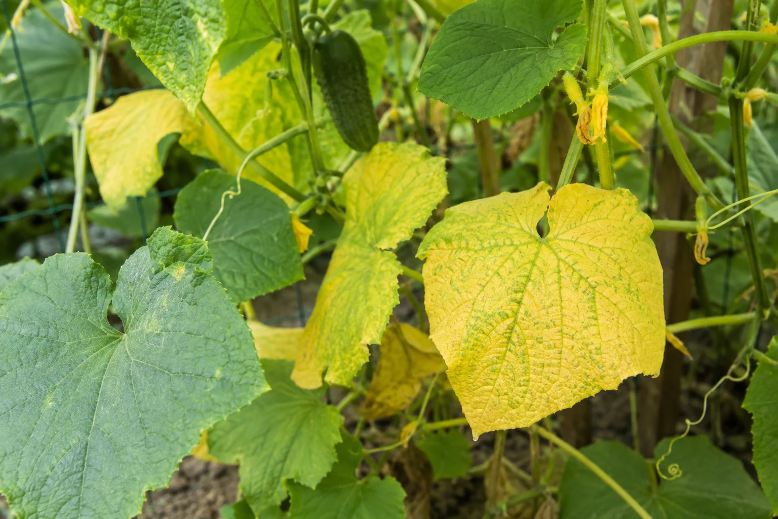 Cucumber vine with yellowing leaves and green fruit