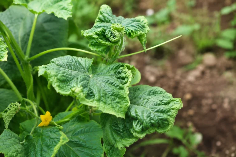 Cucumber plant with curled and wrinkled leaves