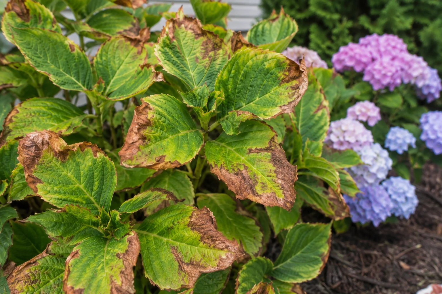 Rose bush with yellowing leaves and pink blooms