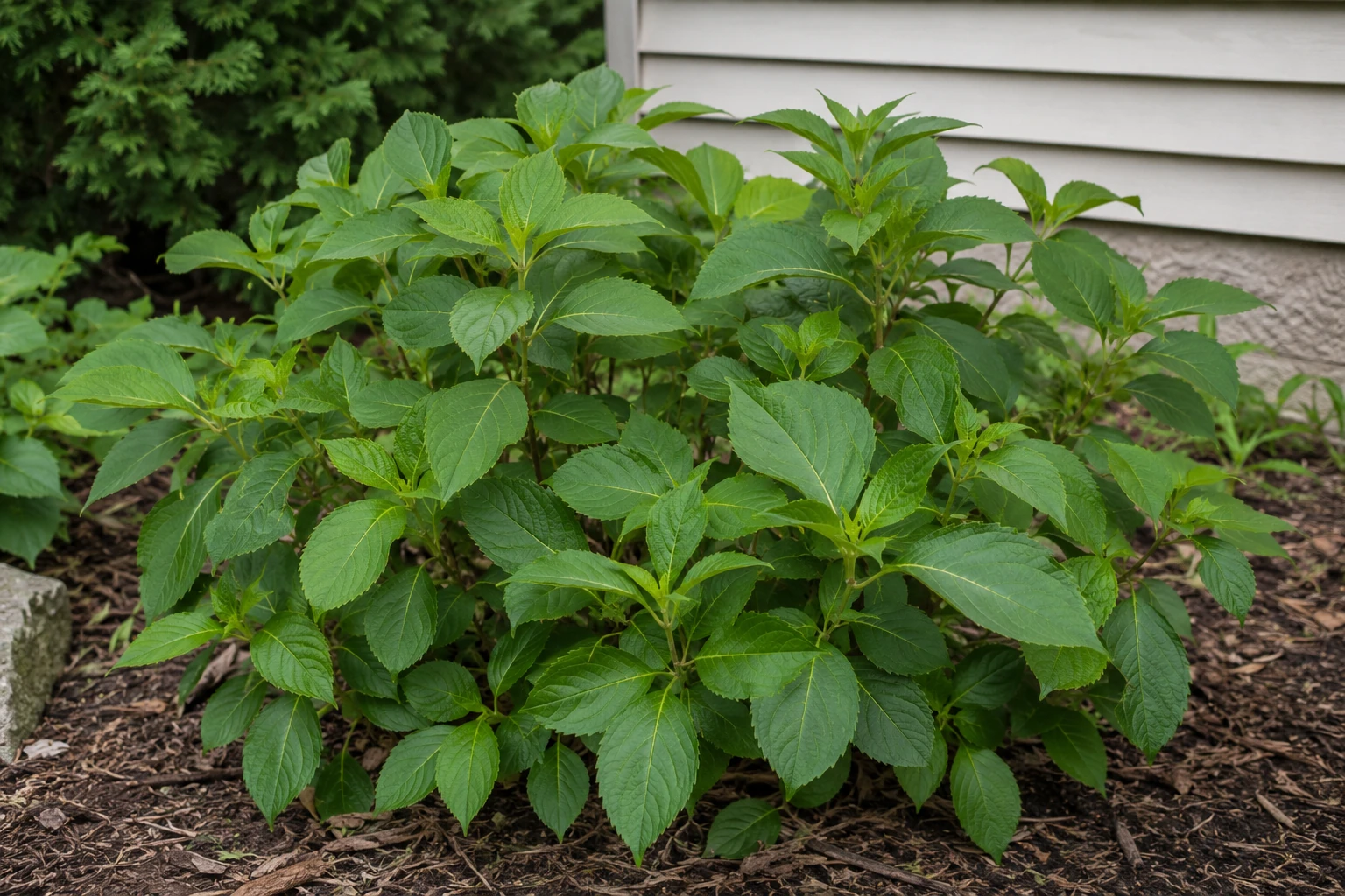 Leafy hydrangea shrub growing in a mulch bed near a house