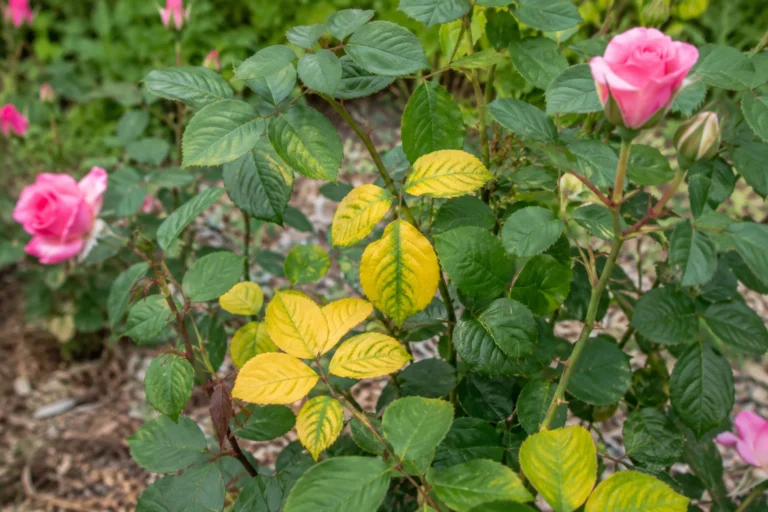 Healthy rose bush with many buds in a garden bed