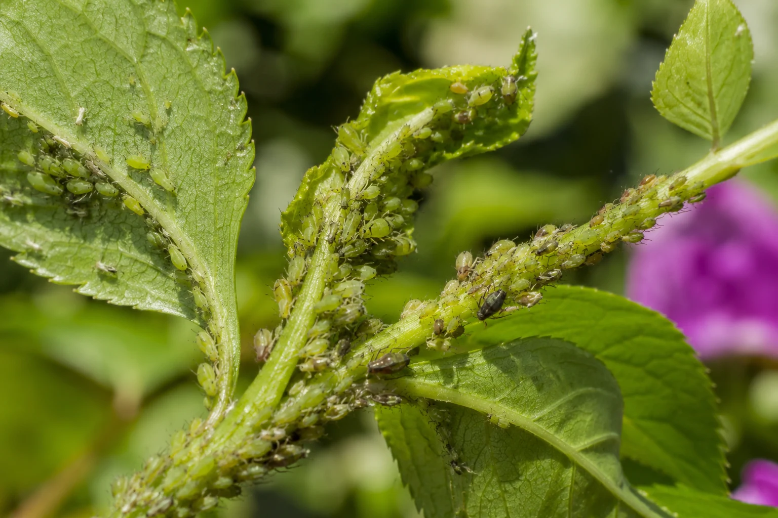 Dense cluster of green aphids feeding on tender plant stems and leaves