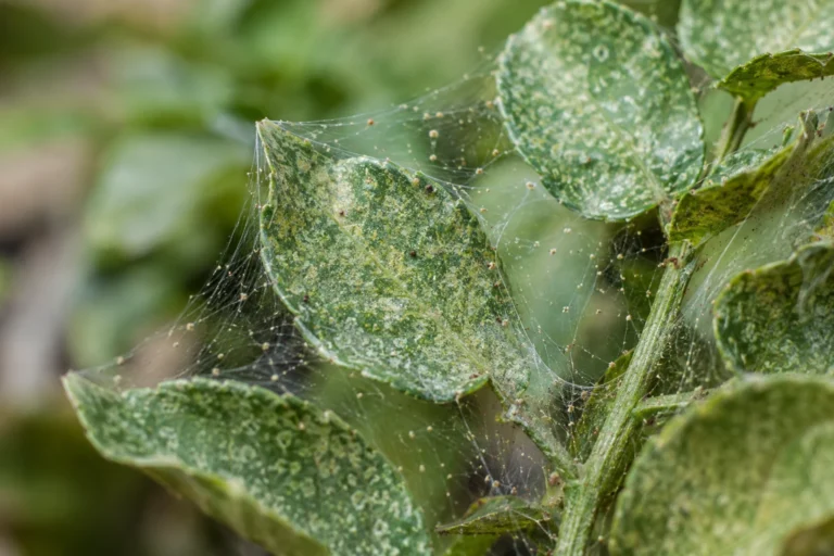 Plant leaves with fine spider mite webbing and pale stippling damage