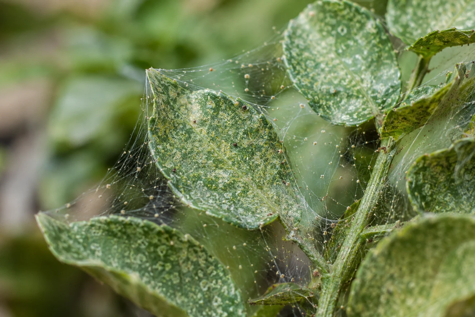 Plant leaves with fine spider mite webbing and pale stippling damage
