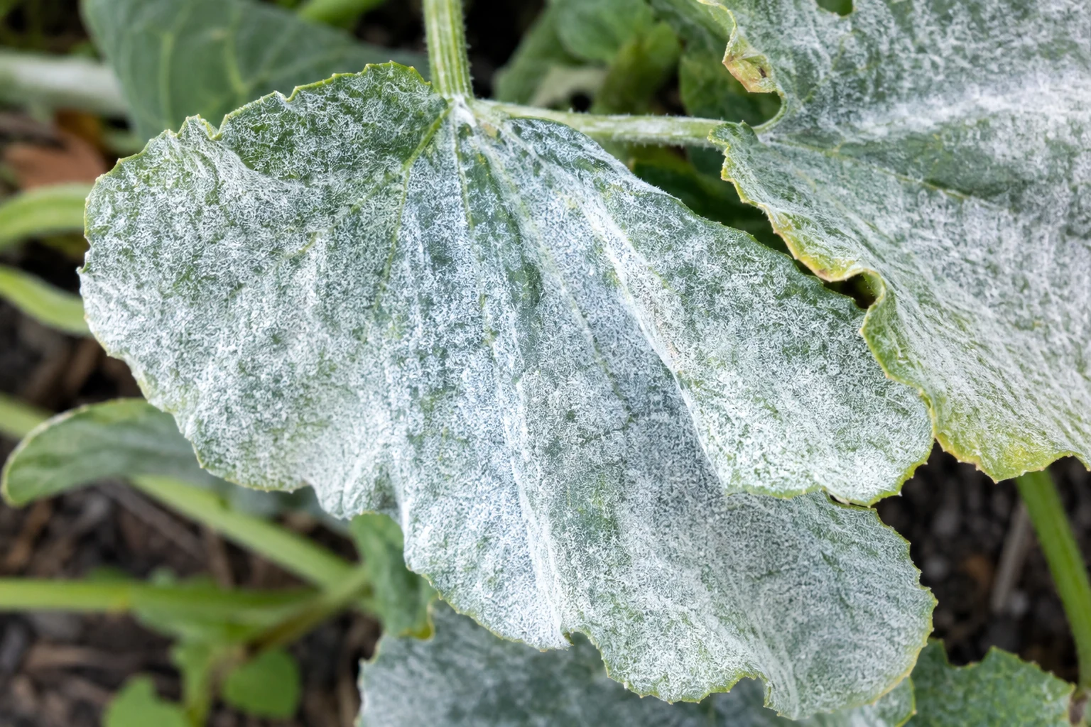 Green garden leaves heavily coated with white powdery mildew