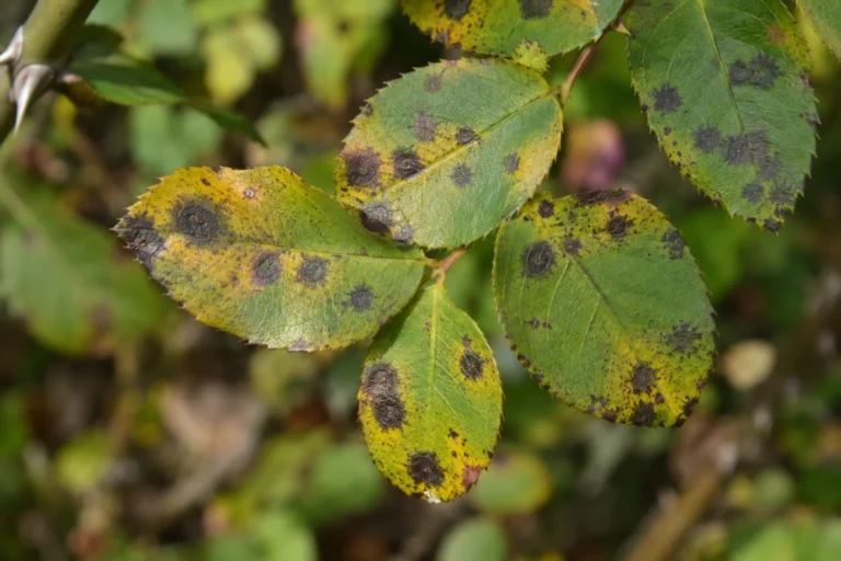 Rose leaves with black circular spots and surrounding yellowing