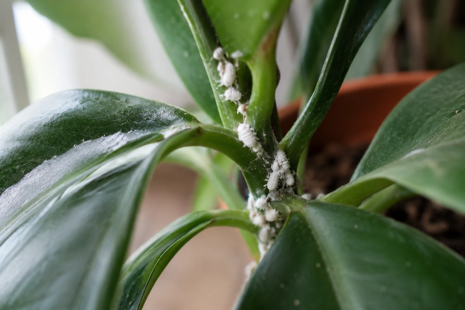 Close-up of mealybugs clustered on the stems of a houseplant