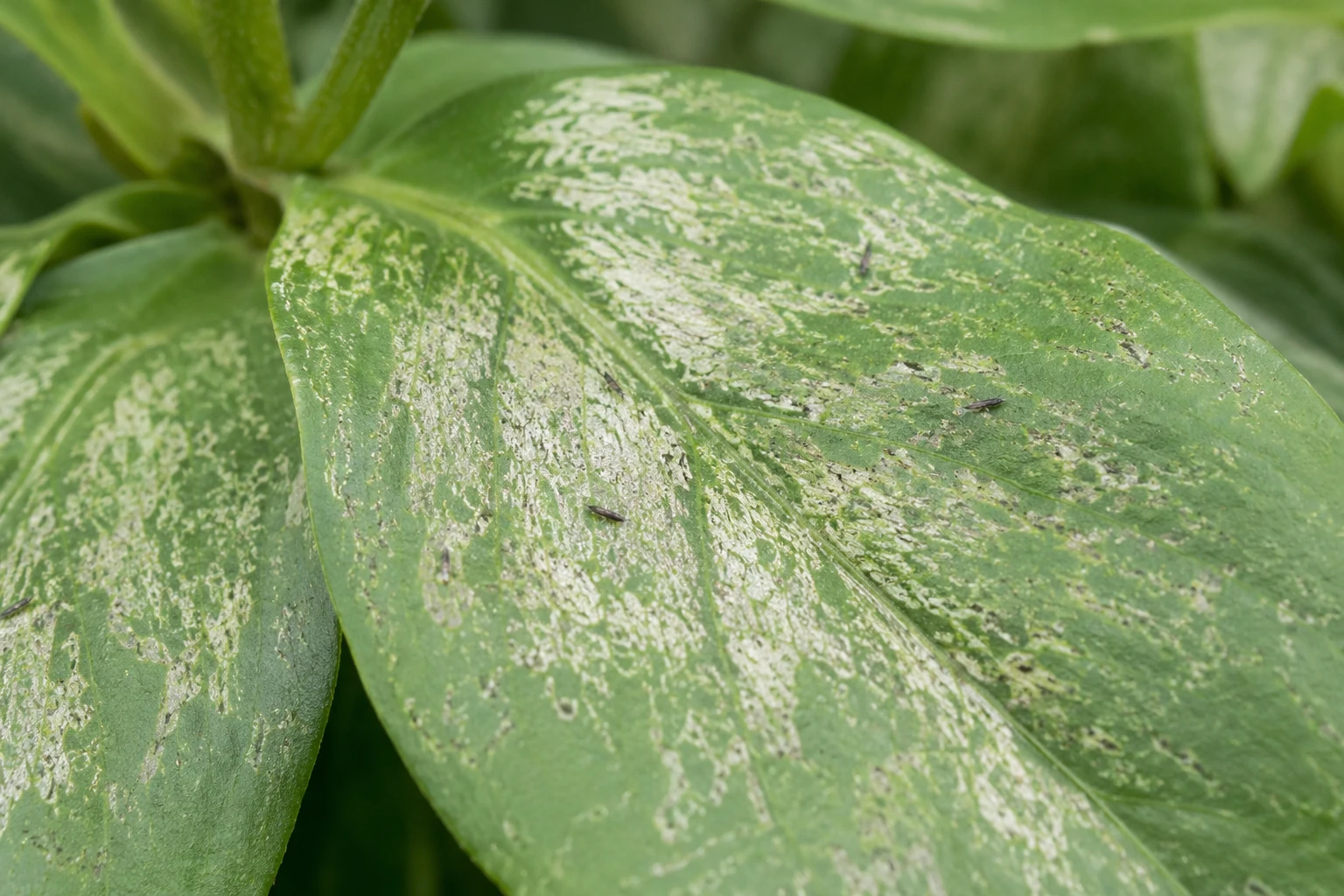 Leaf with silvery thrips damage and tiny dark thrips visible