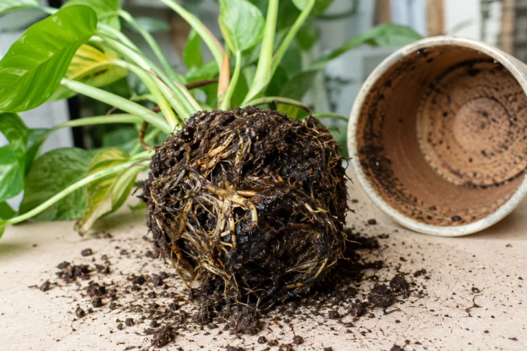 Houseplant removed from a pot showing dark wet roots and soggy soil