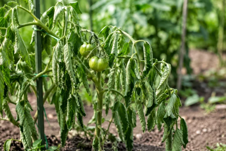 Wilted tomato plant with drooping leaves and green tomatoes in a sunny garden