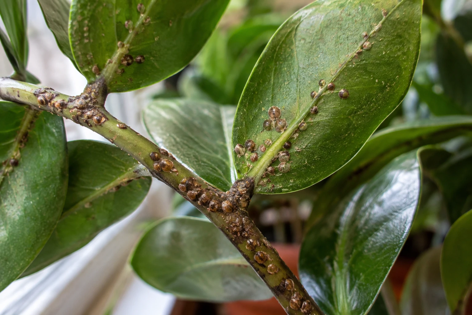 Close-up of brown scale insects clustered on the stems and leaves of a houseplant
