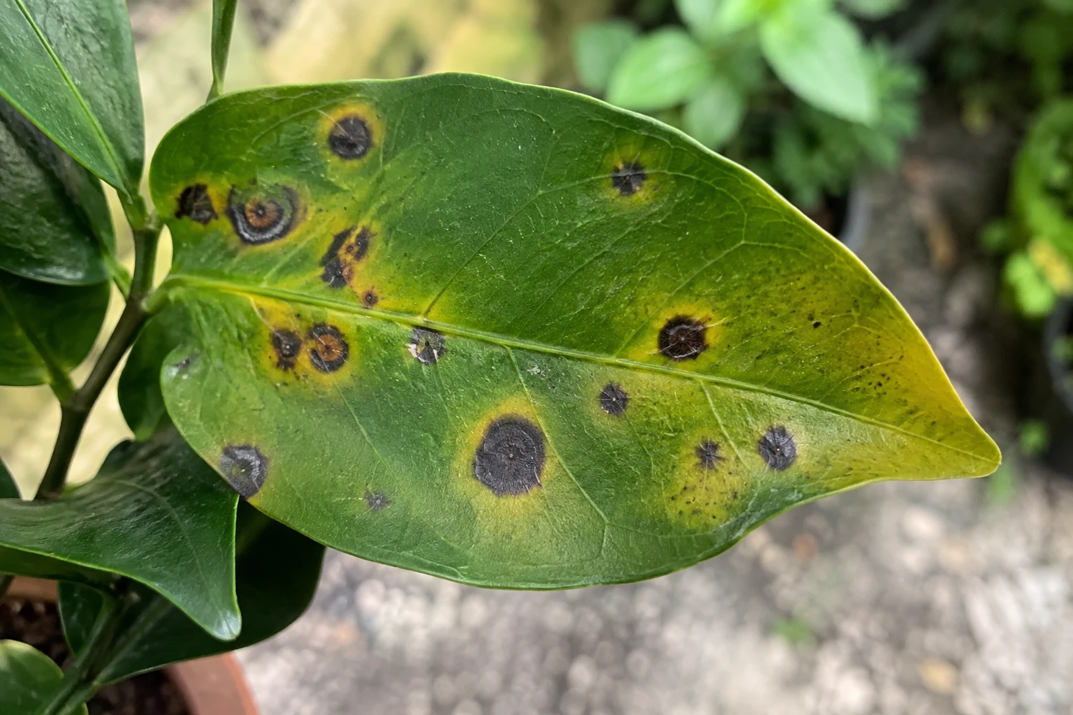 Close-up of a houseplant leaf with dark circular spots and yellow halos