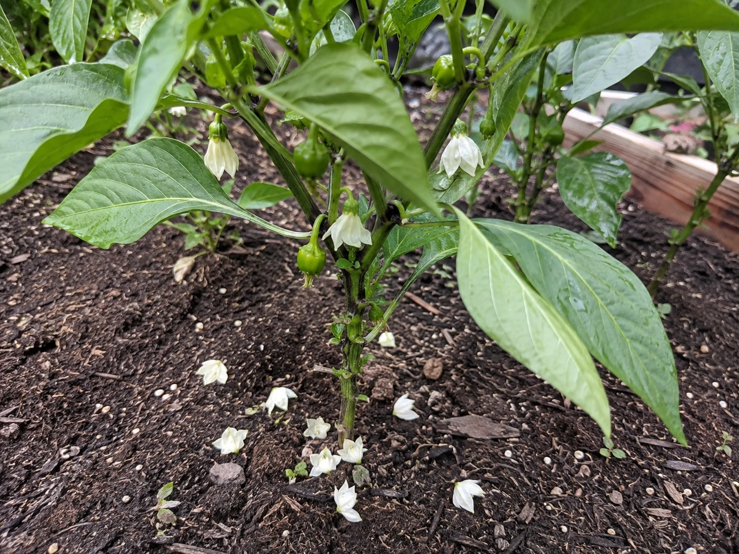 Pepper plant with small white flowers in a garden bed