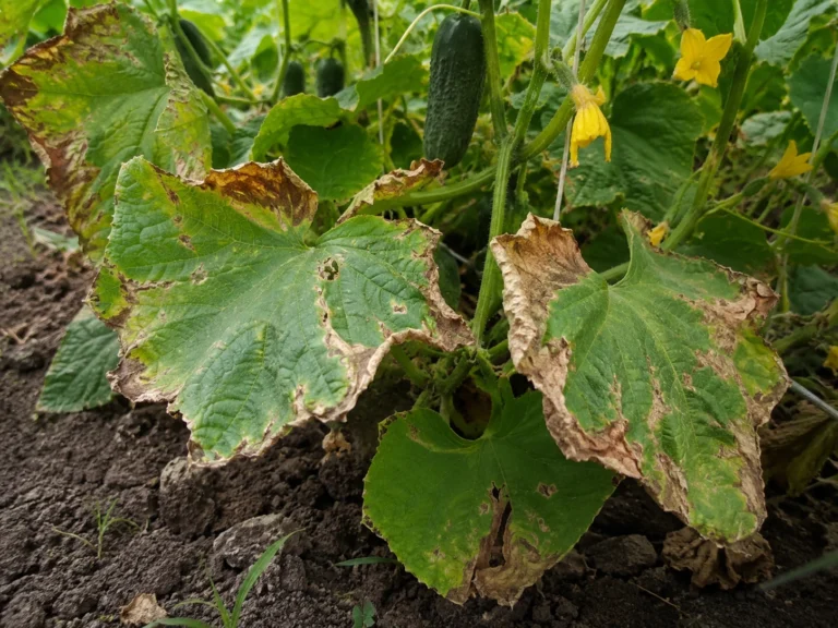 Cucumber plants in a garden bed with brown, drying leaves