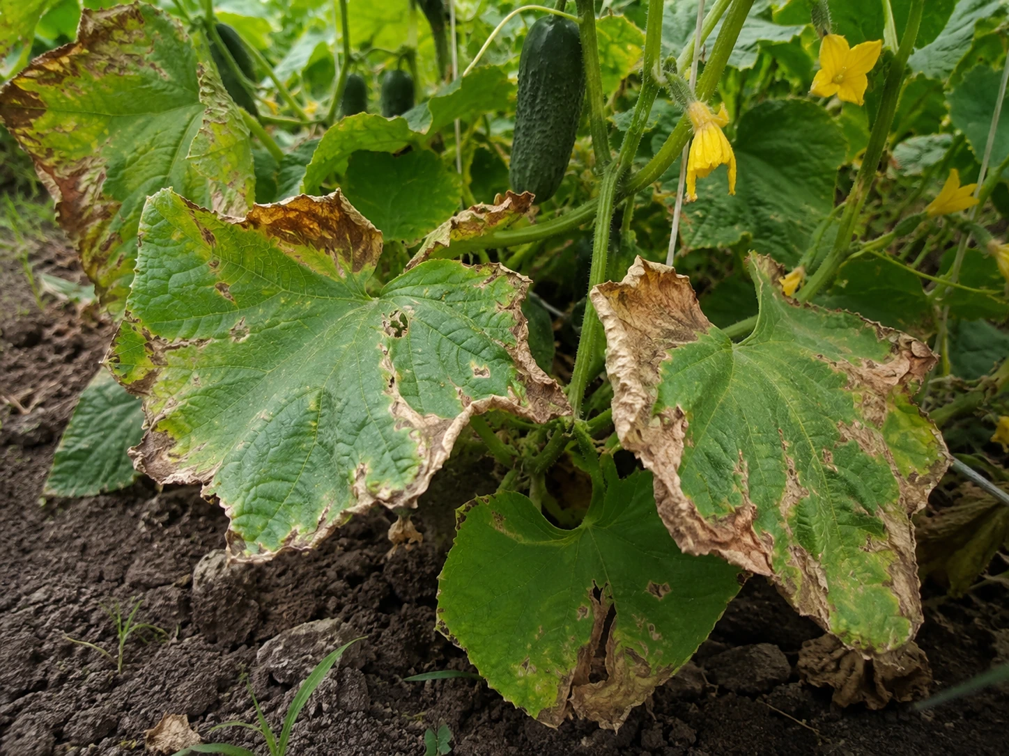 Cucumber plants in a garden bed with brown, drying leaves