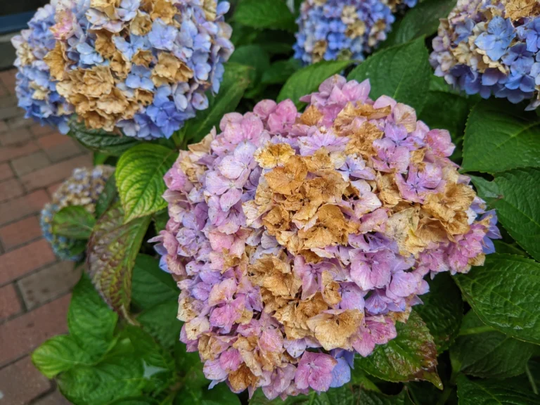 Wilted hydrangea blooms and leaves beside a brick garden path