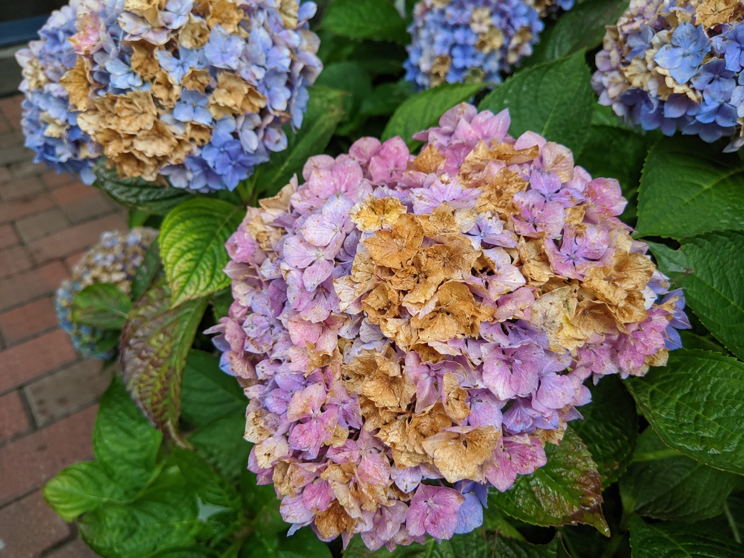 Wilted hydrangea blooms and leaves beside a brick garden path