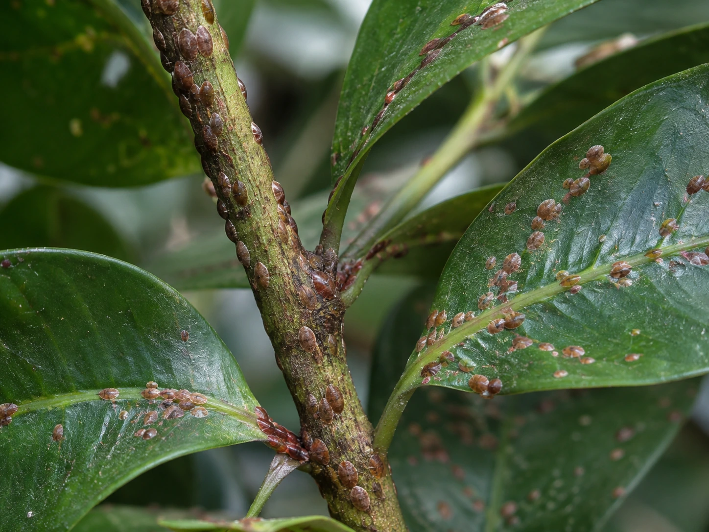 Close-up of a houseplant leaf and stem with brown bump-like scale insects attached