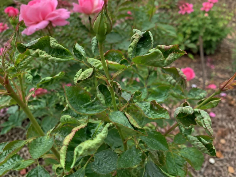 Rose bush with developing buds and green leaves in a garden bed