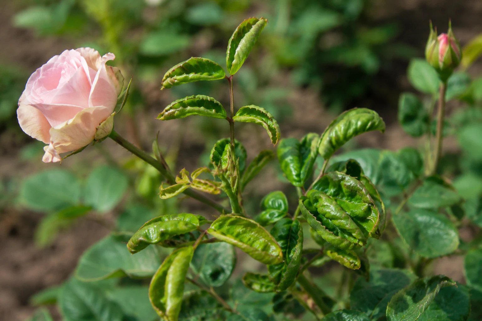 Pink rose bush with noticeably curled and distorted green leaves
