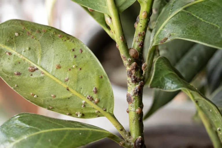 Macro close-up of brown scale insects attached to a houseplant stem and leaf