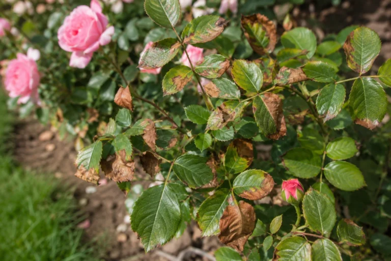 Pink rose bush with leaves showing brown discoloration