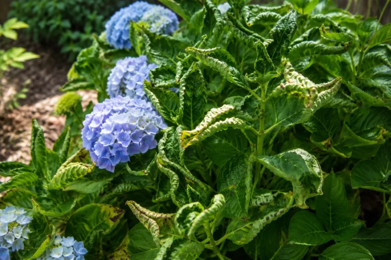 Hydrangea with blue blooms and curled green leaves in a garden bed