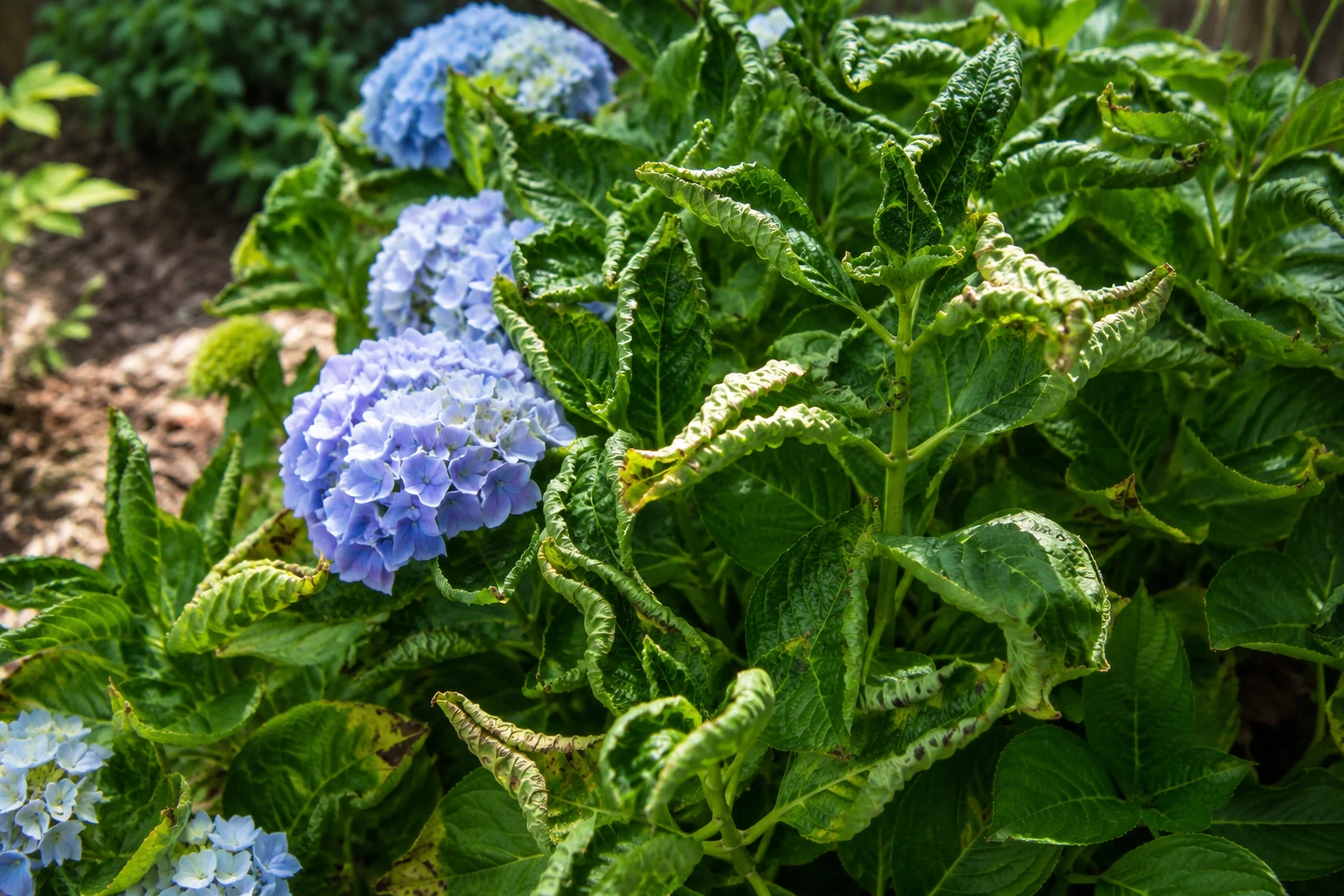 Hydrangea with blue blooms and curled green leaves in a garden bed