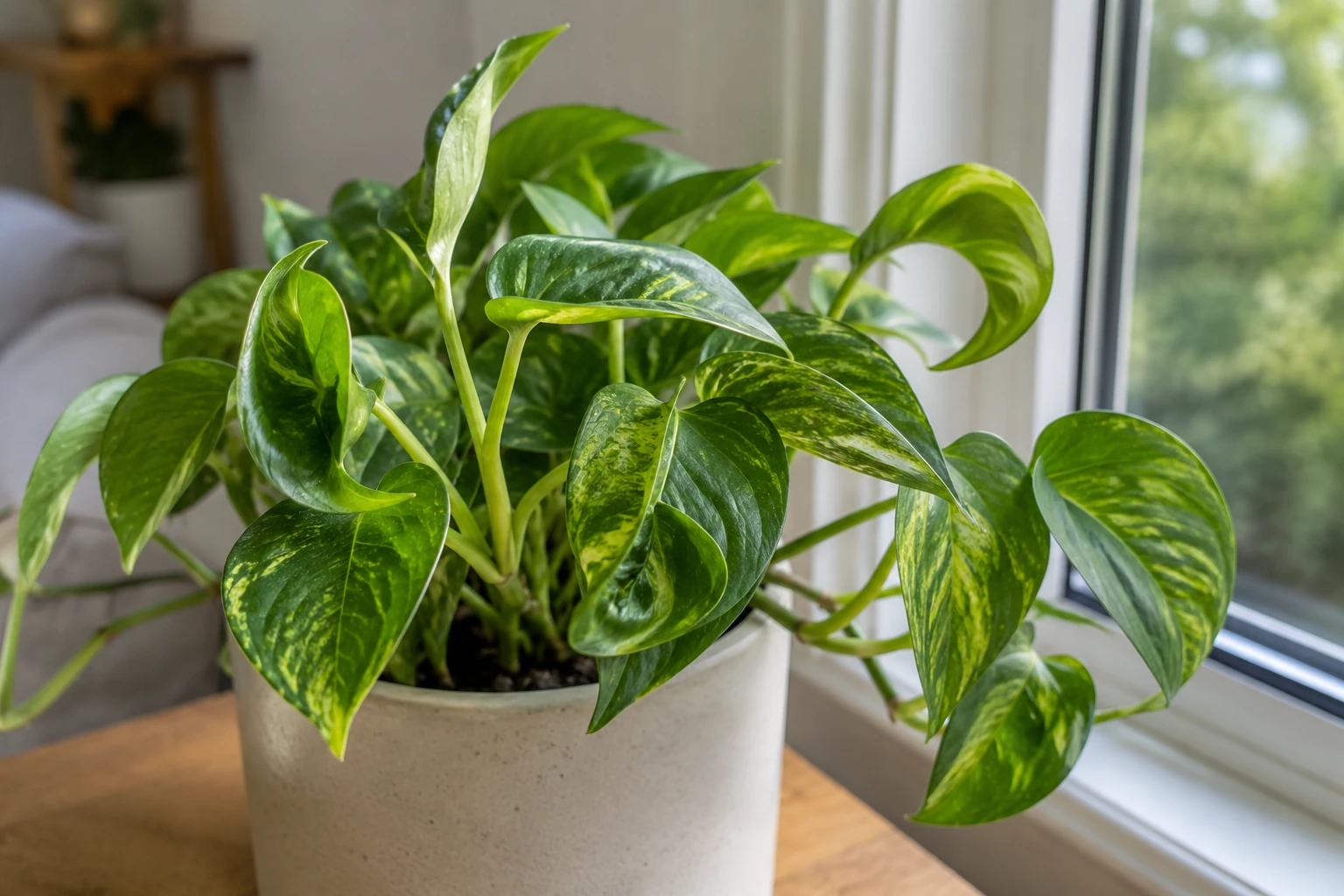 Variegated pothos near a window with mostly green leaves and reduced cream patterning