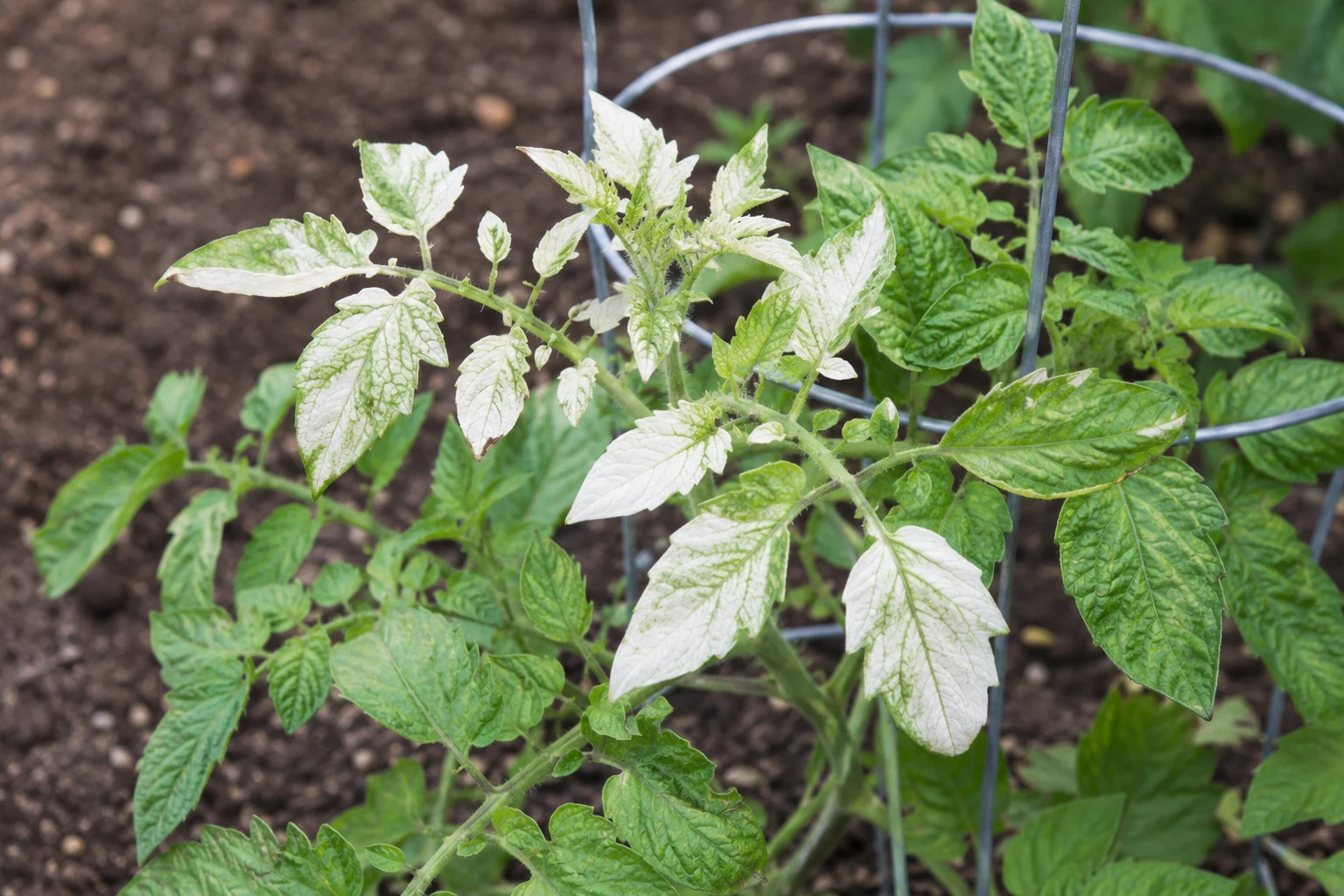 Young tomato seedling with pale white spotting visible on the leaves
