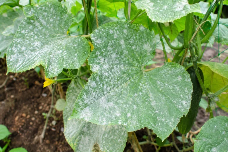 Cucumber vine with leaves showing powdery mildew infection
