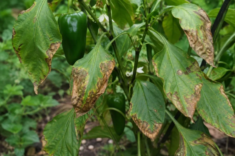 Pepper plant with diseased leaves surrounding green peppers