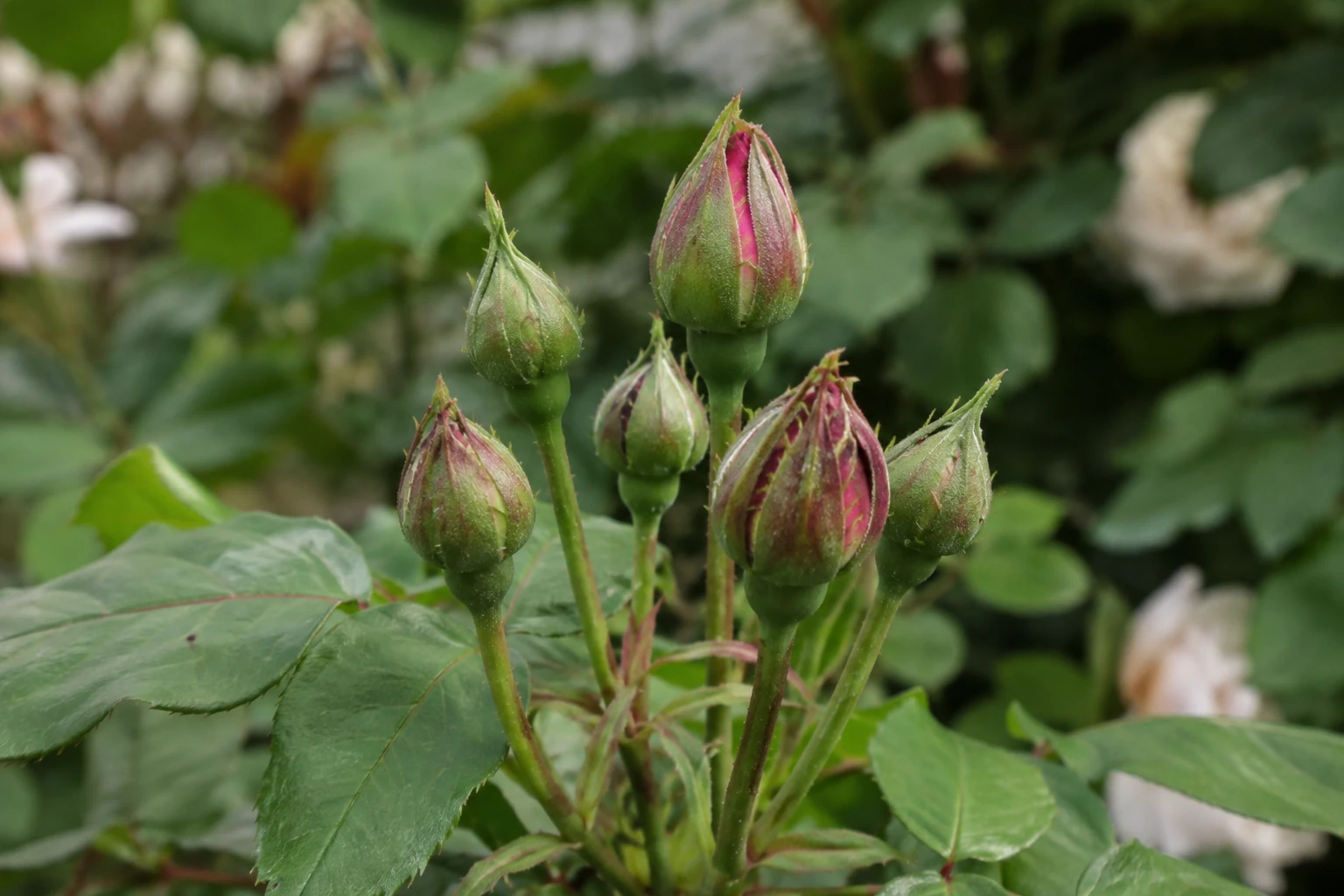 Rose bush with tightly closed buds that have not opened