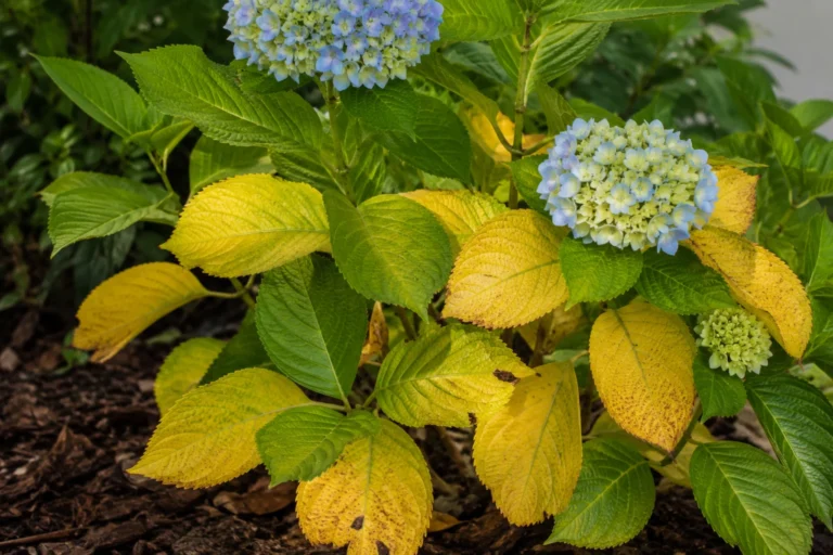 Blue hydrangeas with leaves showing noticeable yellowing
