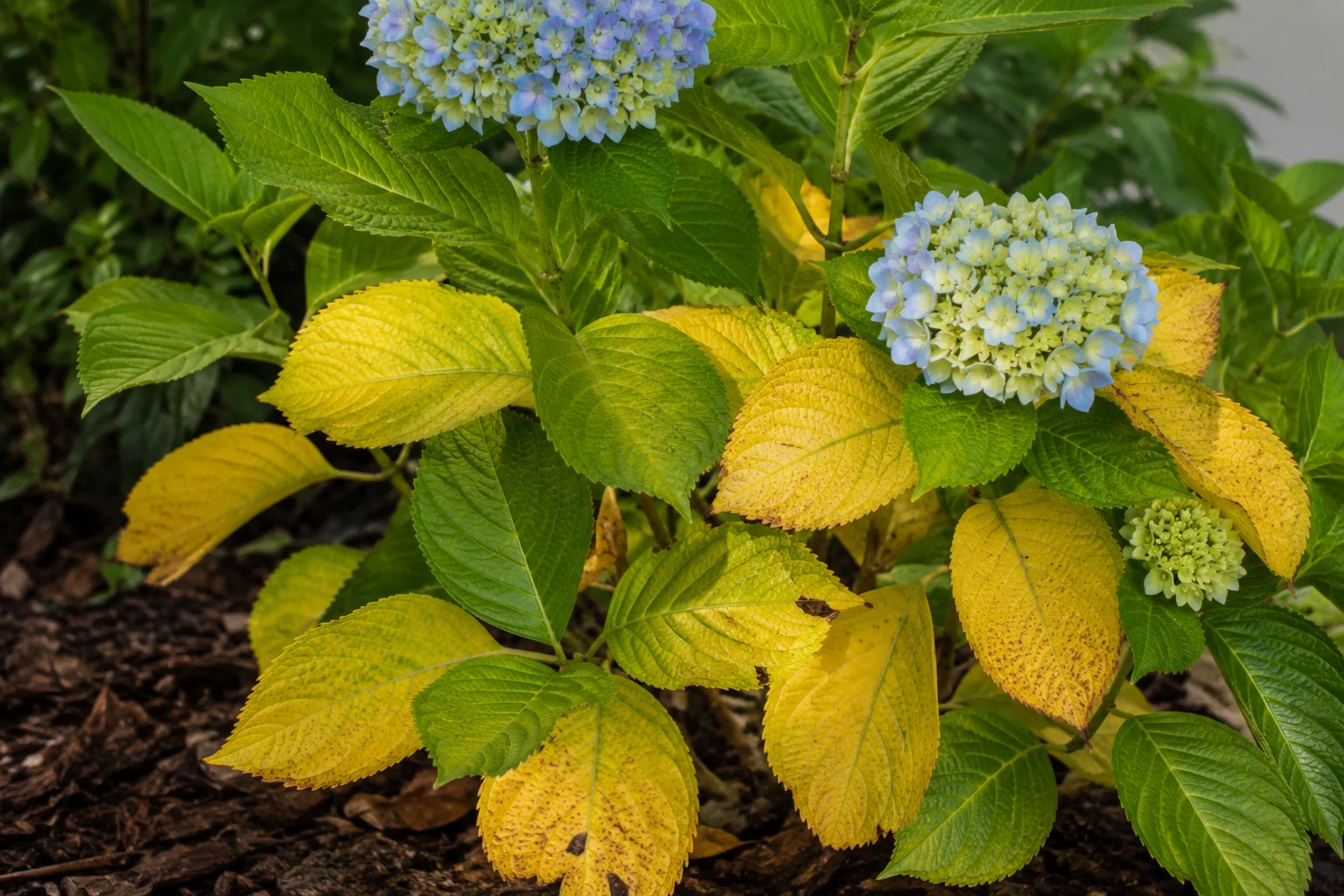 Blue hydrangeas with leaves showing noticeable yellowing
